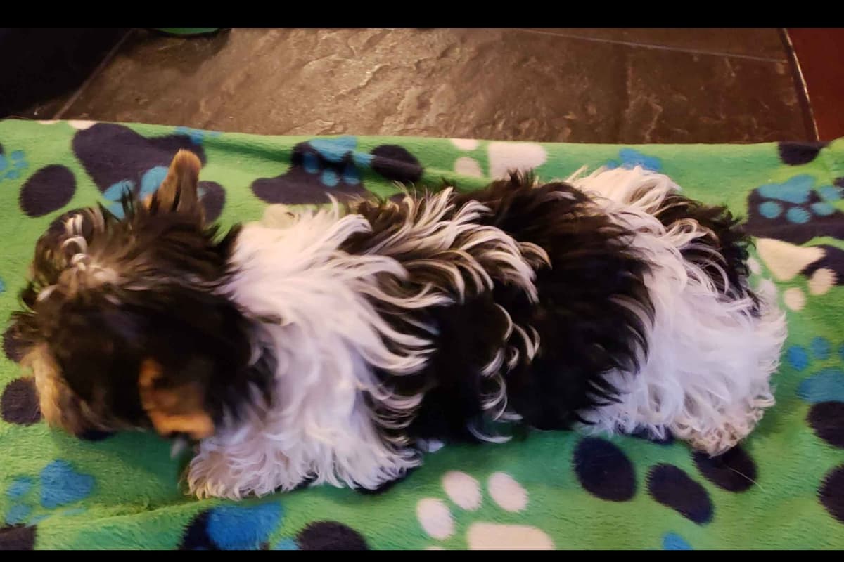 Yorkshire Terrier Puppies breeder image 4