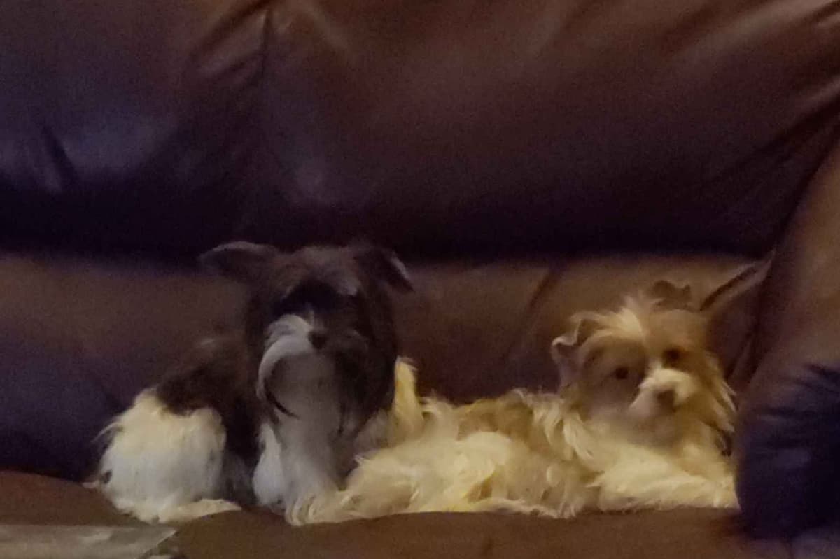Yorkshire Terrier Puppies breeder image 7