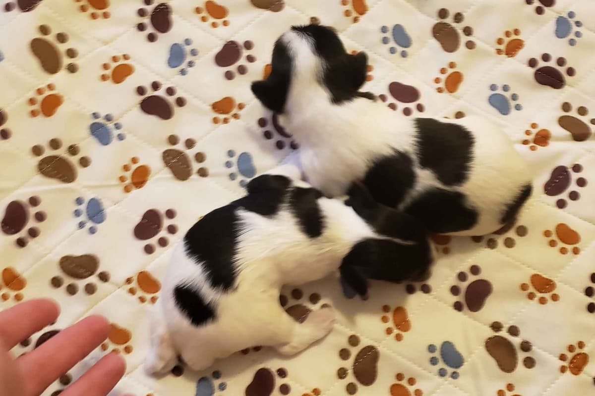 Yorkshire Terrier Puppies breeder image 8