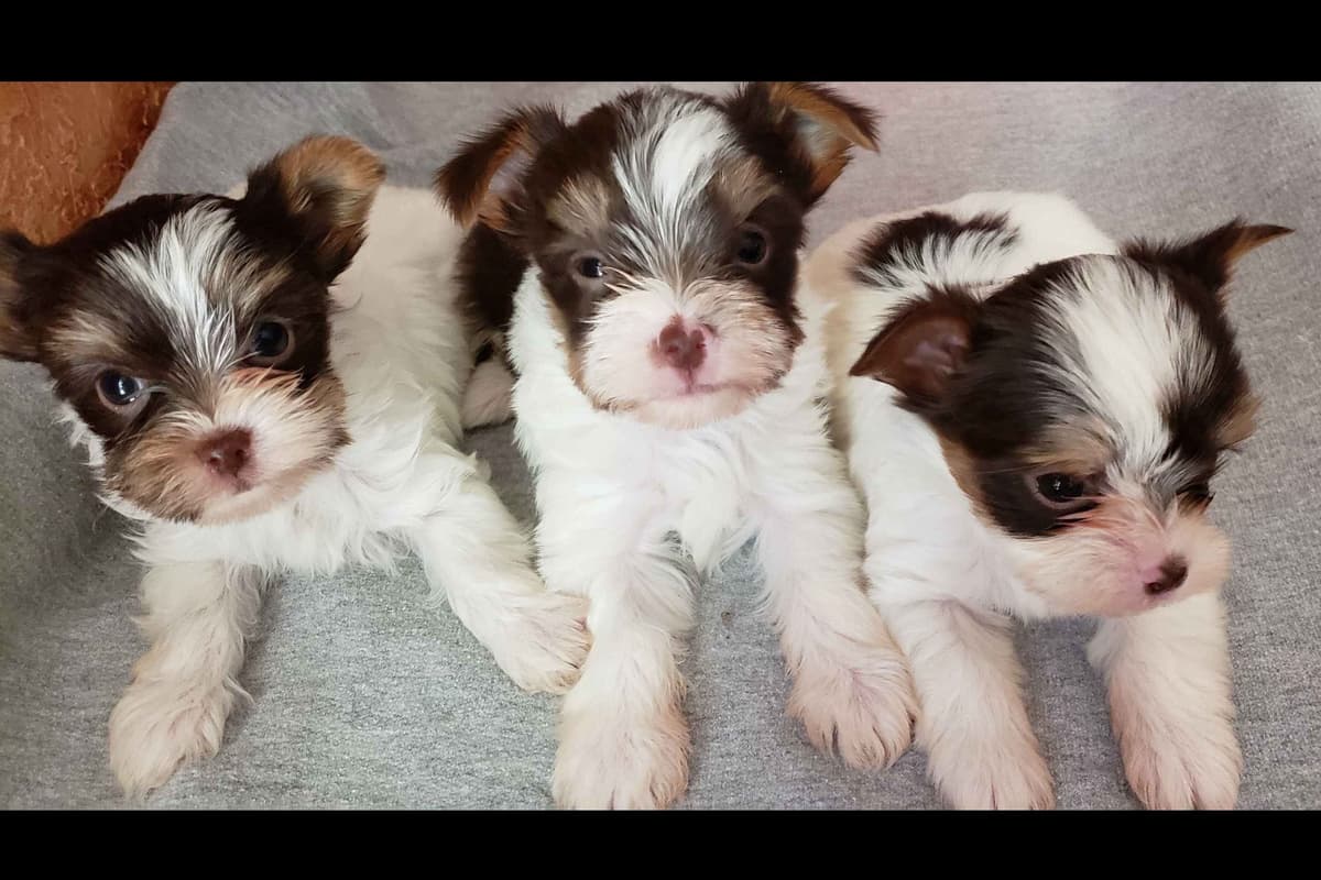 Yorkshire Terrier Puppies breeder image 9