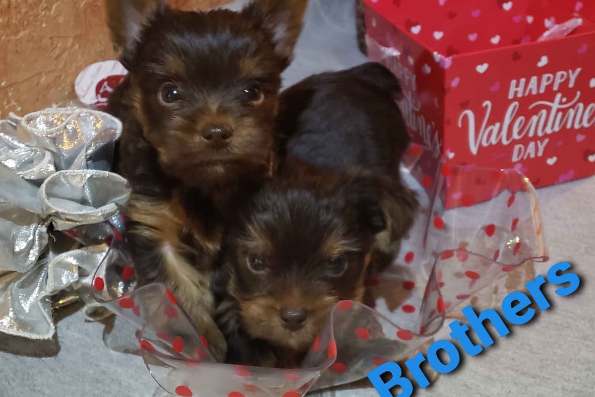 Yorkshire Terrier Puppies breeder image 10