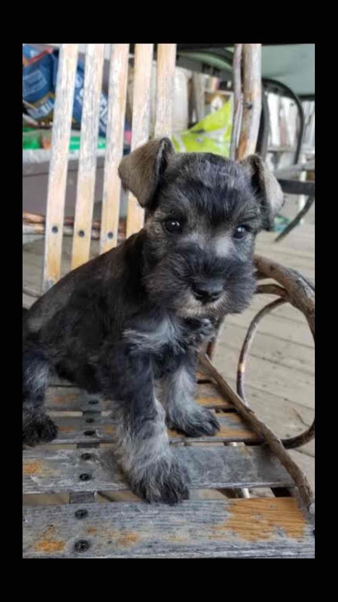 Miniature Schnauzer Puppies breeder image 1
