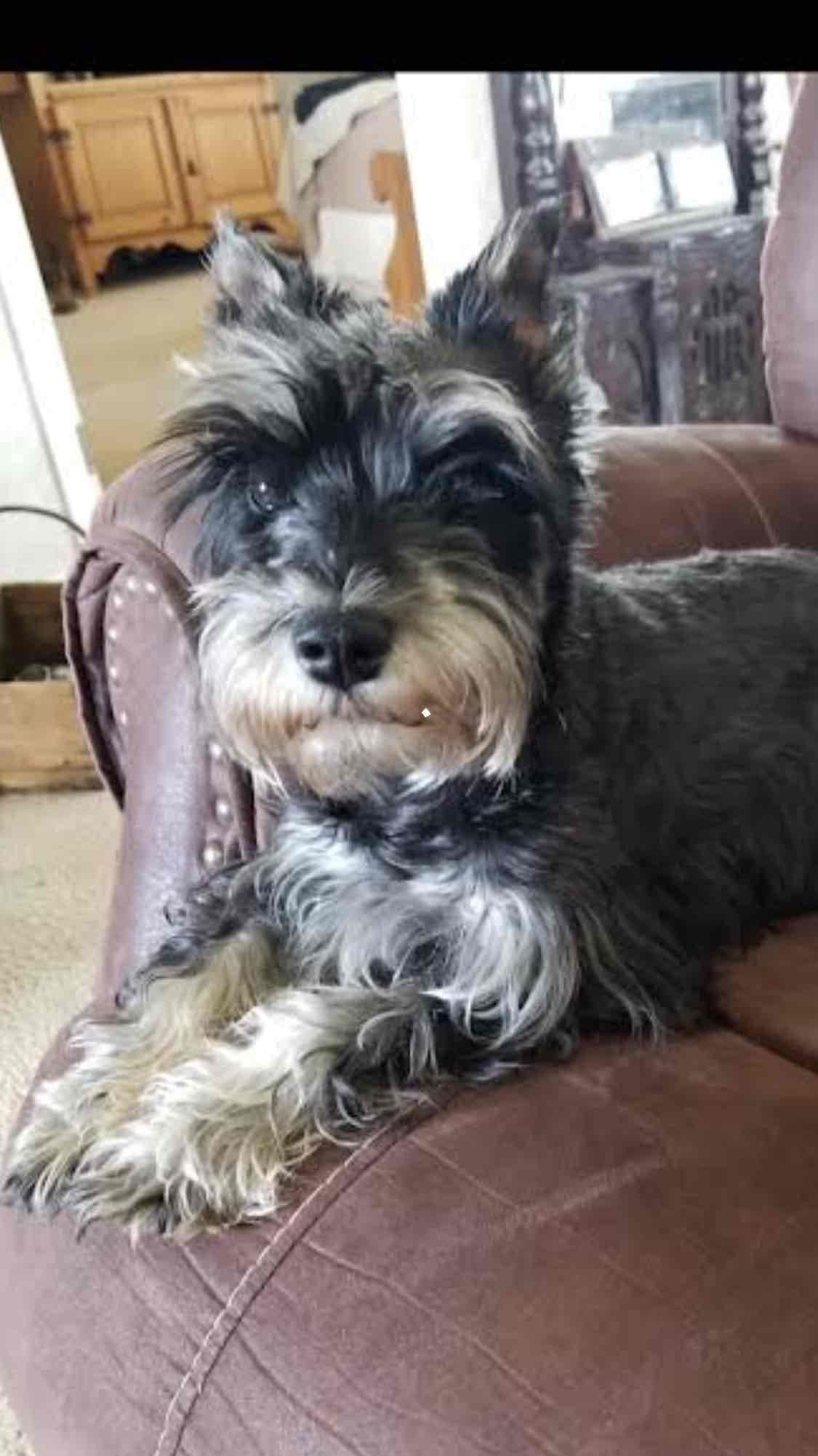 Miniature Schnauzer Puppies breeder image 2