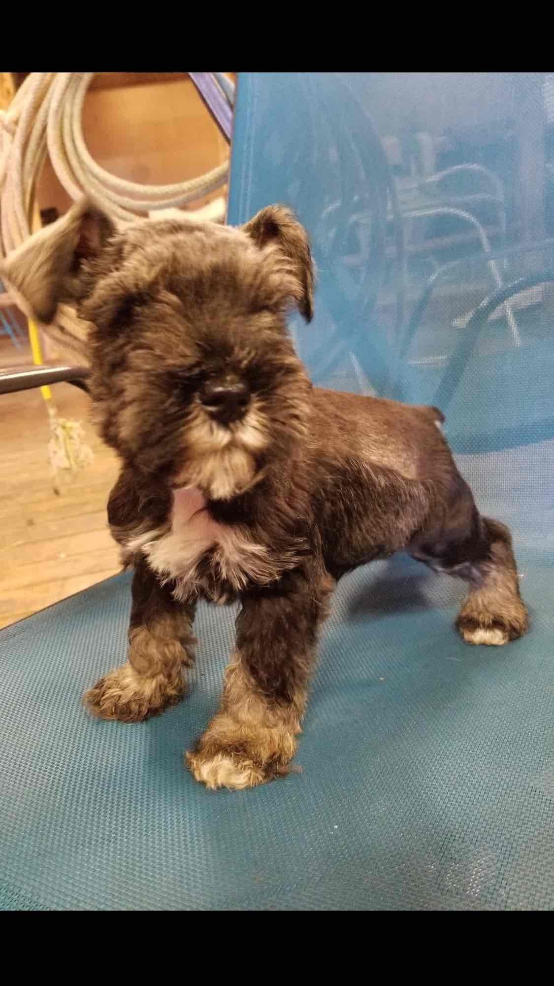 Miniature Schnauzer Puppies breeder image 3