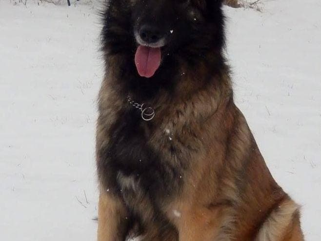 Belgian Tervuren Puppies breeder image 24