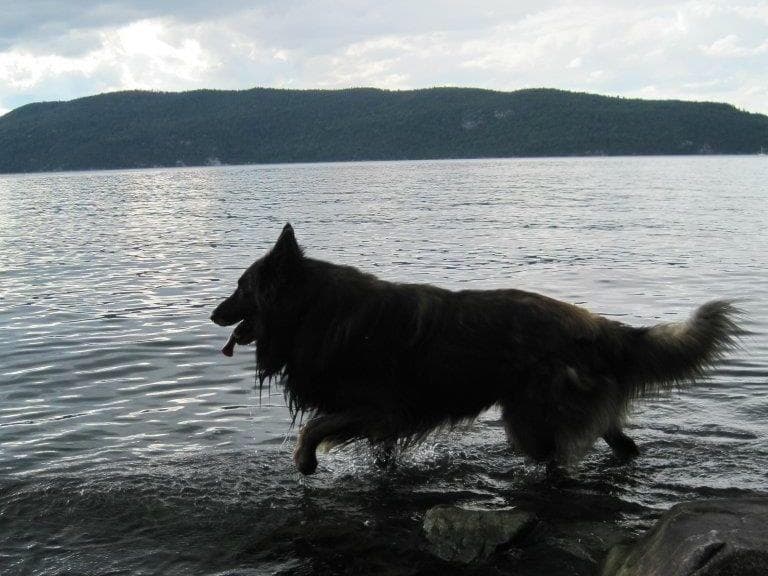 Belgian Tervuren Puppies breeder image 1