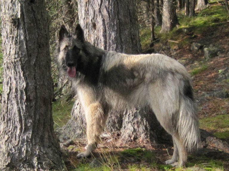Belgian Tervuren Puppies breeder image 15