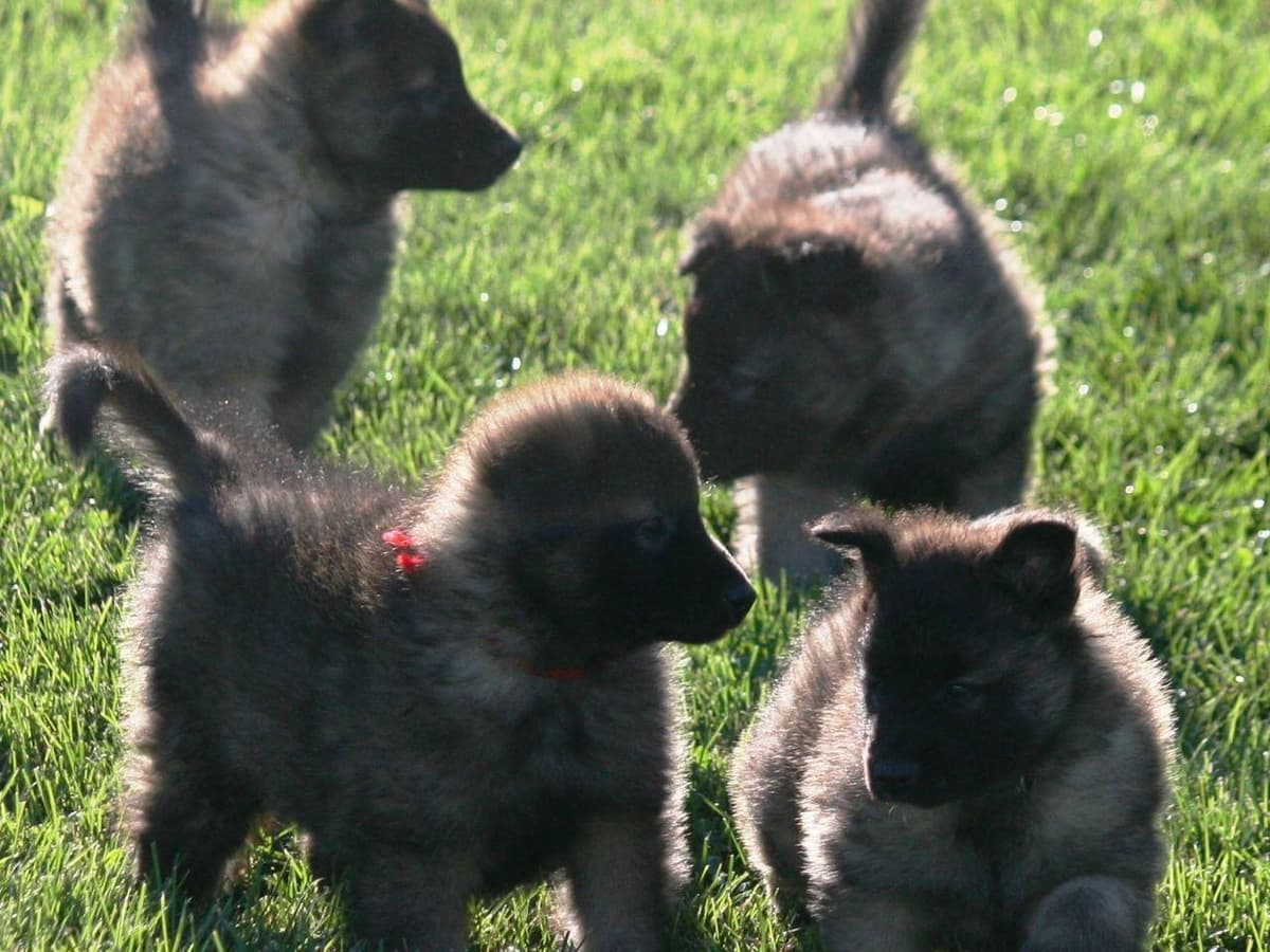 Belgian Tervuren Puppies breeder image 16