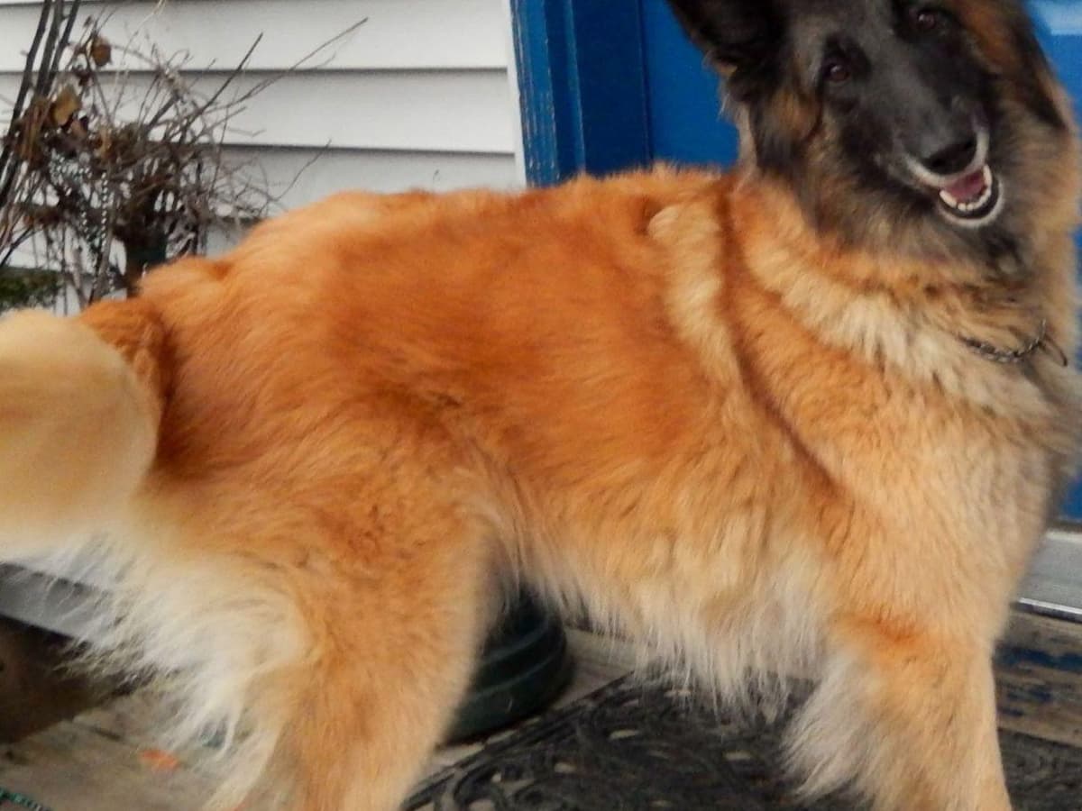 Belgian Tervuren Puppies breeder image 17