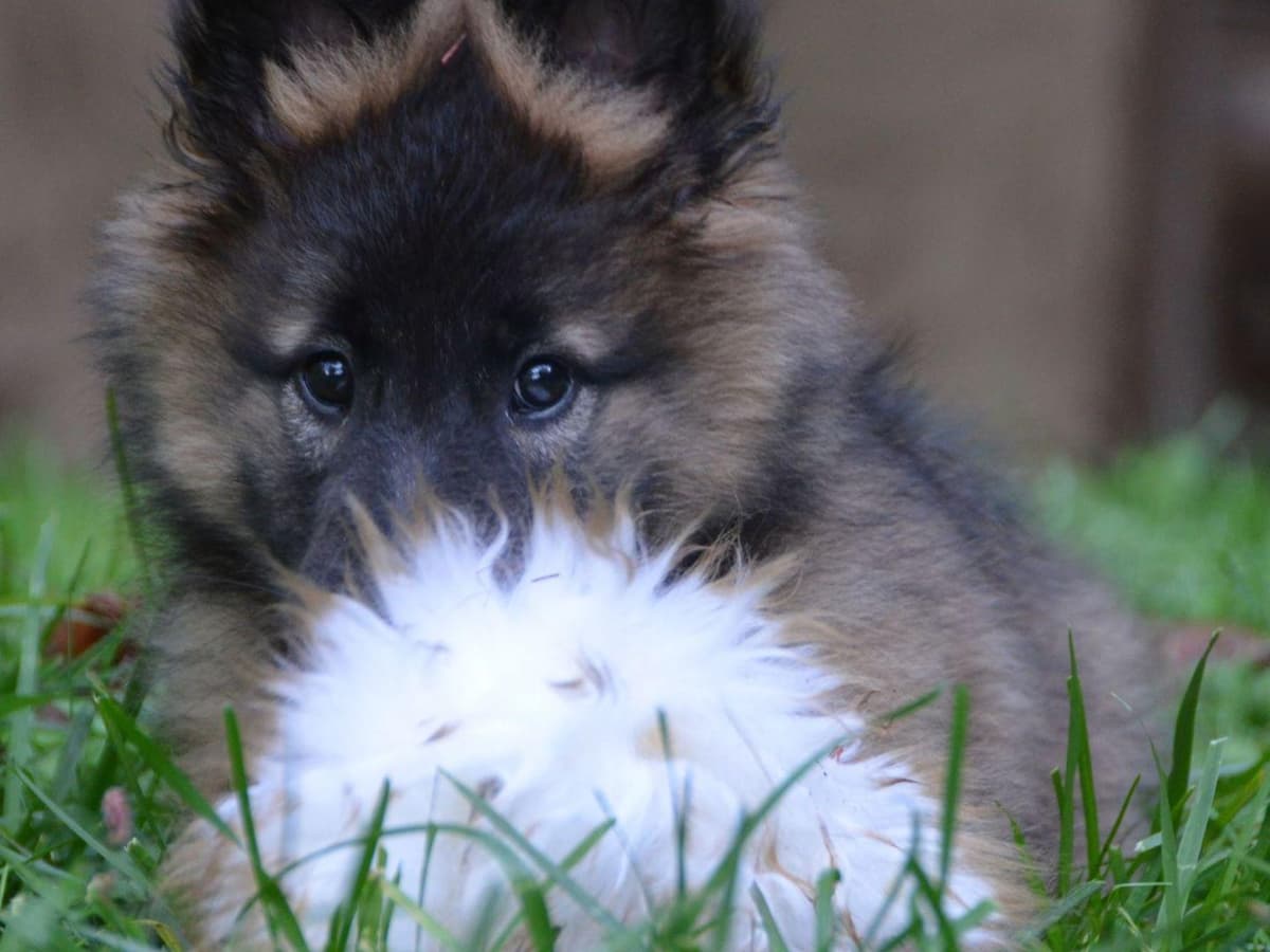 Belgian Tervuren Puppies breeder image 19