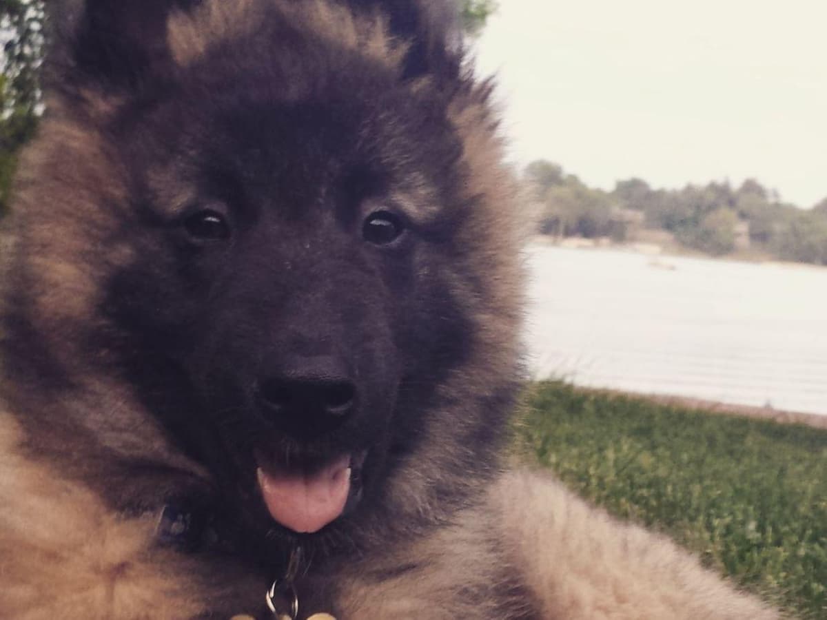 Belgian Tervuren Puppies breeder image 20