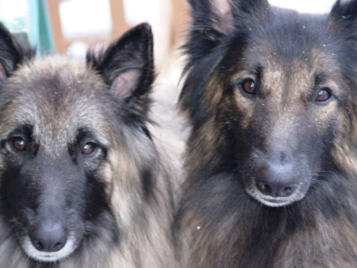 Belgian Tervuren Puppies breeder image 21