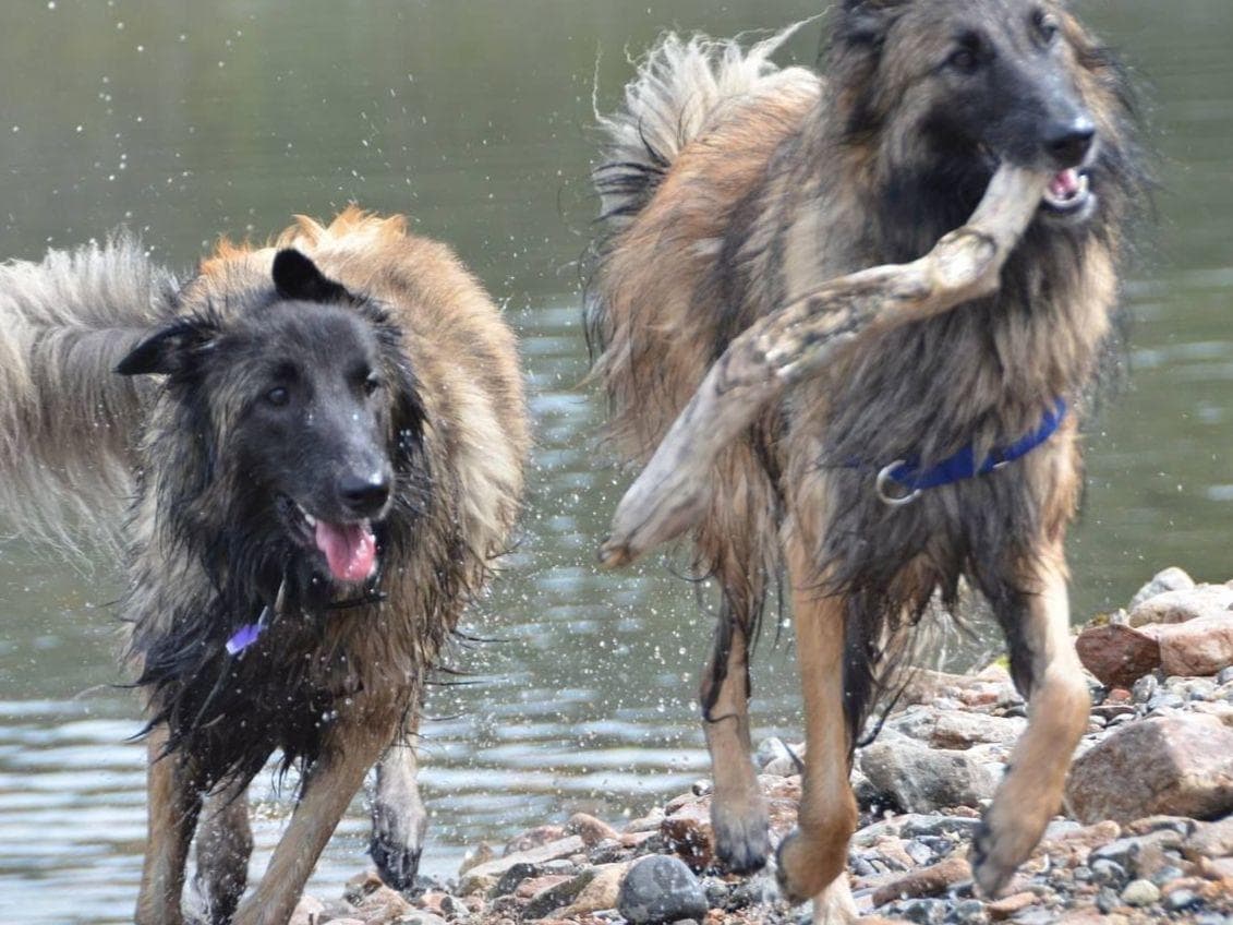 Belgian Tervuren Puppies breeder image 22