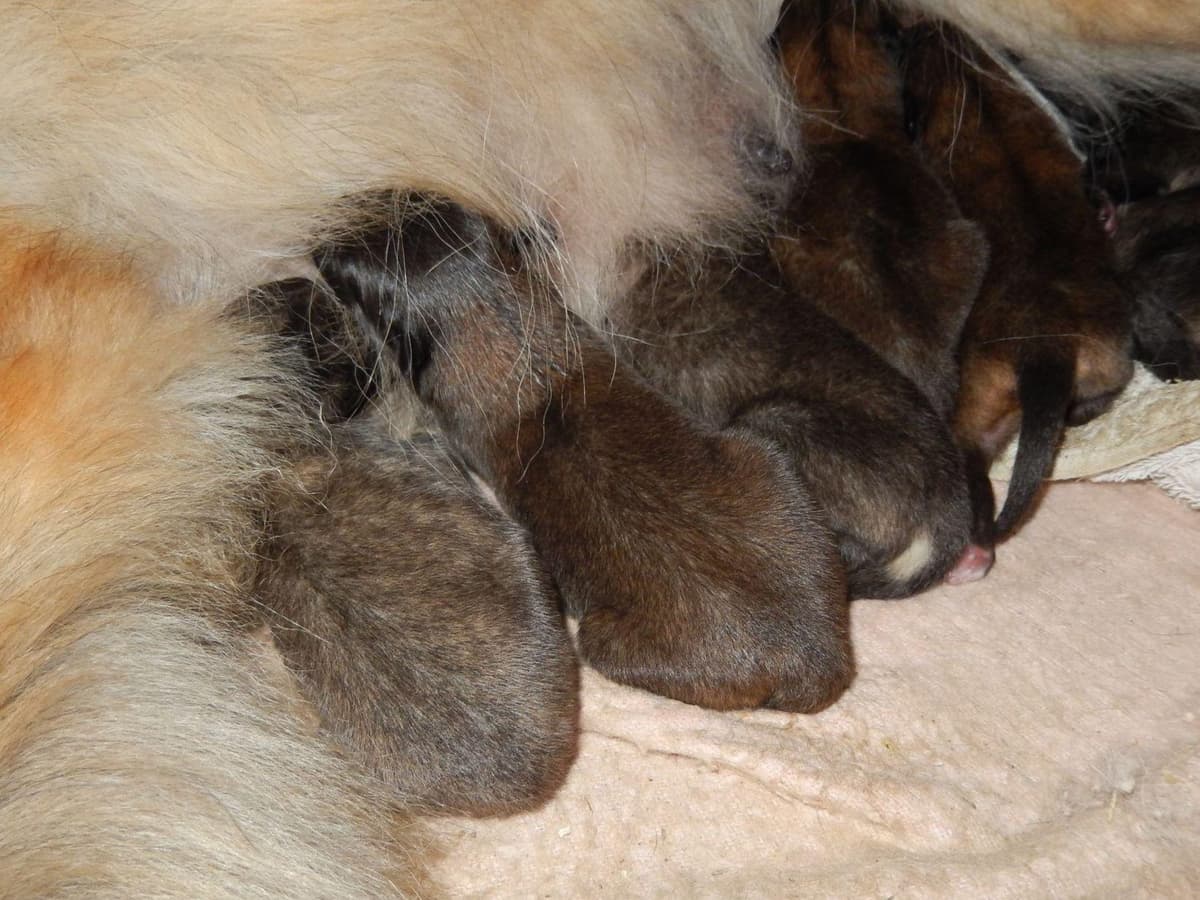 Belgian Tervuren Puppies breeder image 23