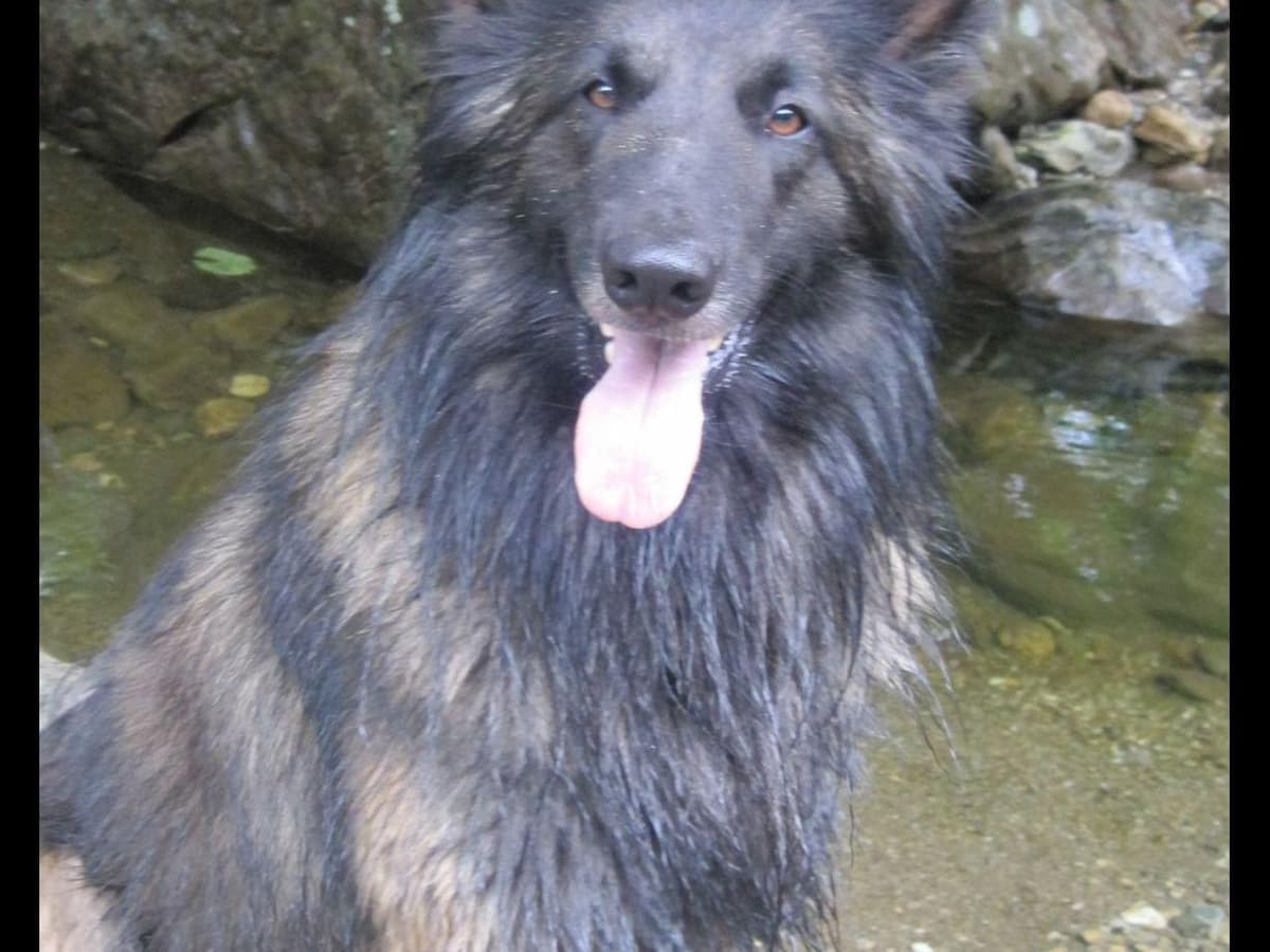 Belgian Tervuren Puppies breeder image 25
