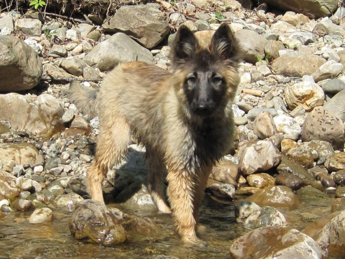 Belgian Tervuren Puppies breeder image 26
