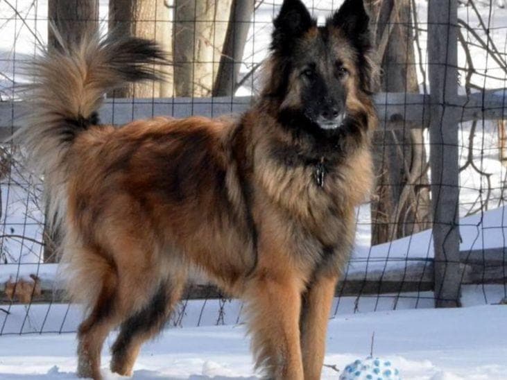 Belgian Tervuren Puppies breeder image 27