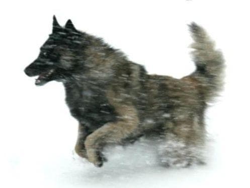 Belgian Tervuren Puppies breeder image 28