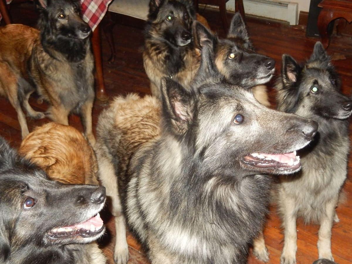 Belgian Tervuren Puppies breeder image 29