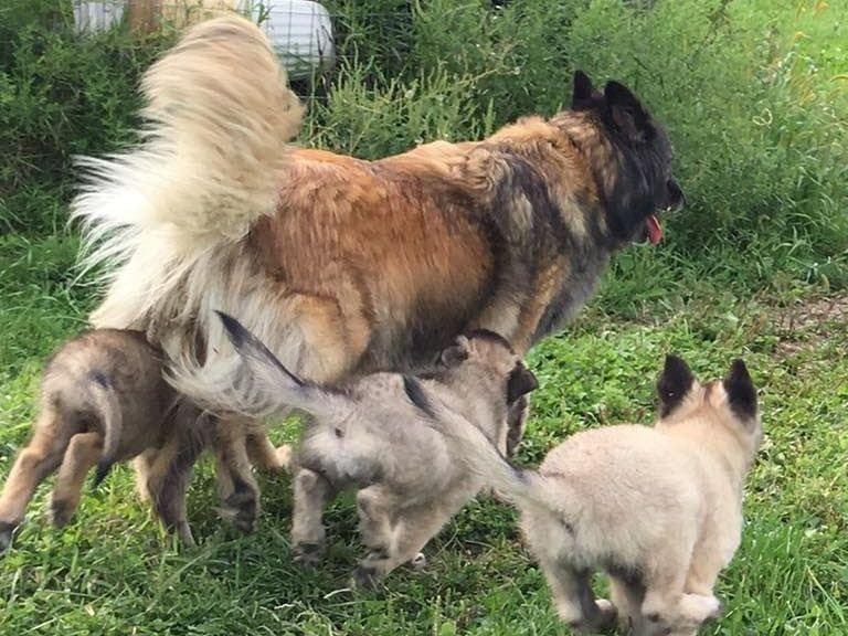 Belgian Tervuren Puppies breeder image 30