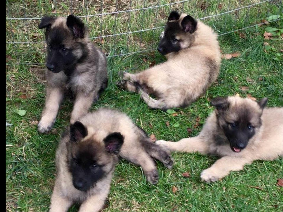 Belgian Tervuren Puppies breeder image 31