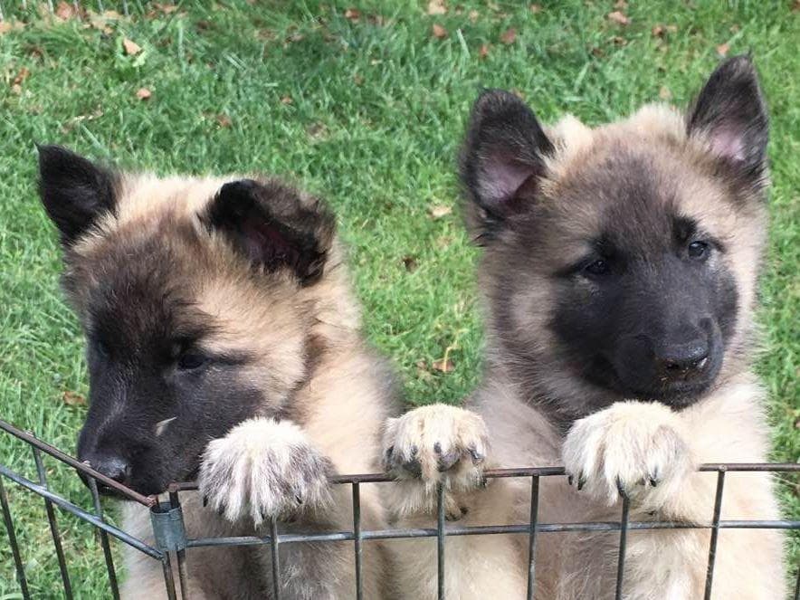 Belgian Tervuren Puppies breeder image 32