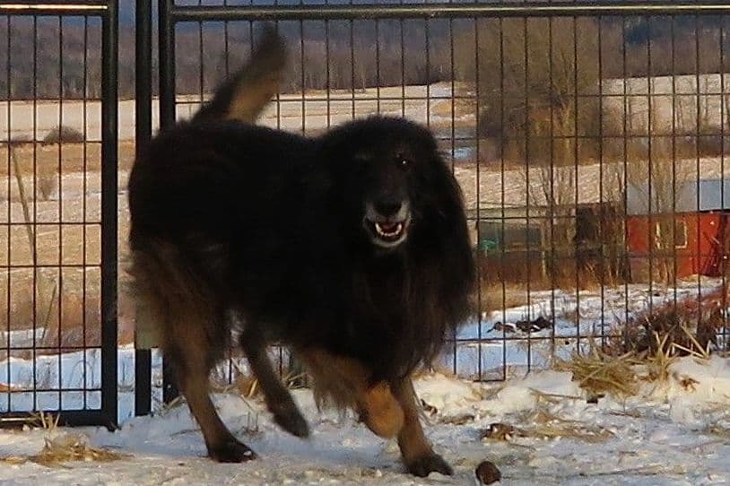Belgian Tervuren Puppies breeder image 14