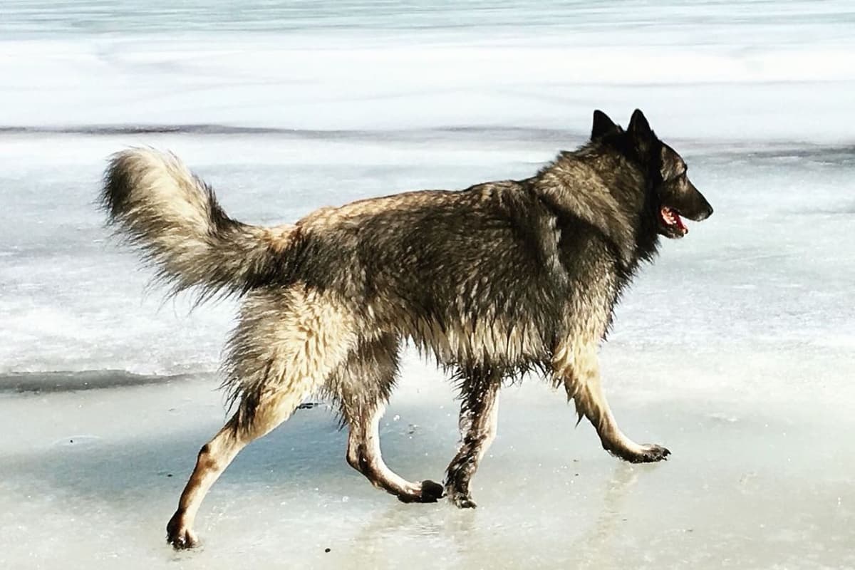 Belgian Tervuren Puppies breeder image 12