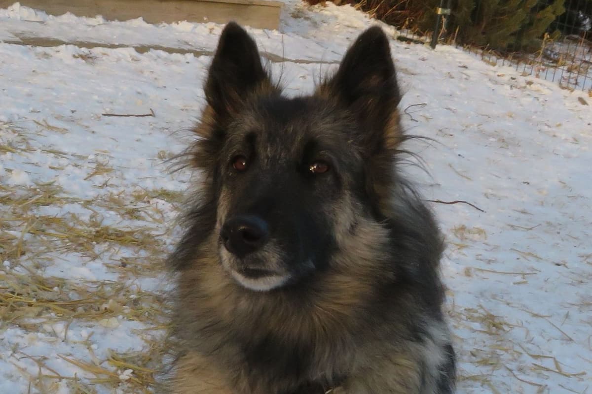Belgian Tervuren Puppies breeder image 10