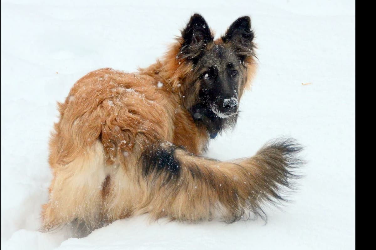 Belgian Tervuren Puppies breeder image 9