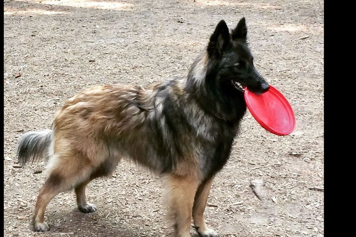 Belgian Tervuren Puppies breeder image 8