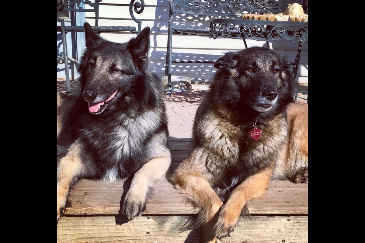 Belgian Tervuren Puppies breeder image 7