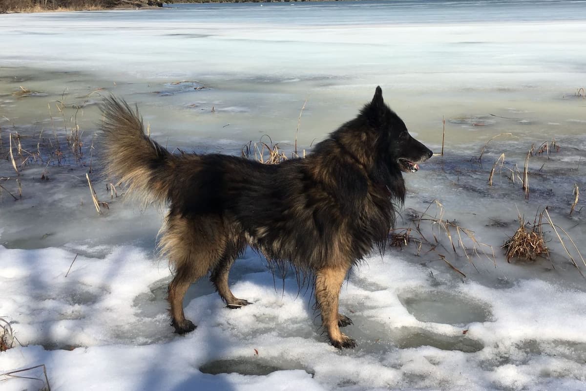 Belgian Tervuren Puppies breeder image 6