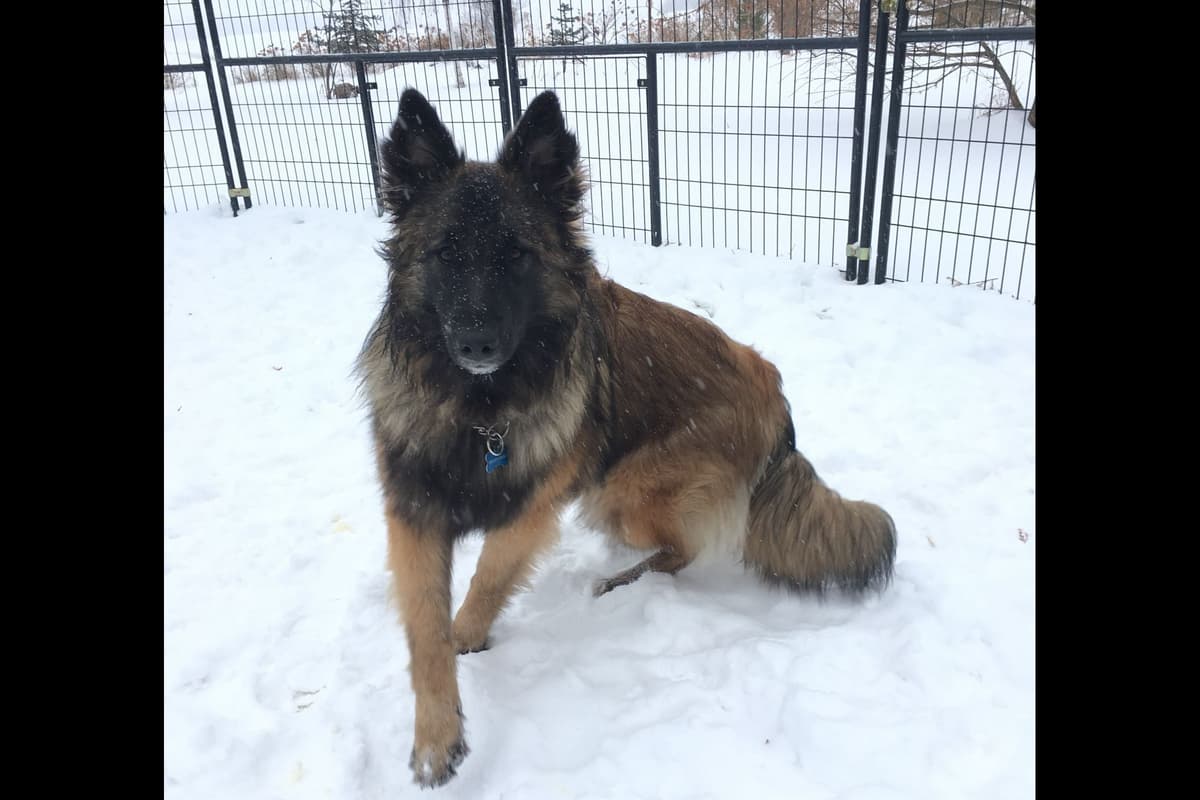 Belgian Tervuren Puppies breeder image 5