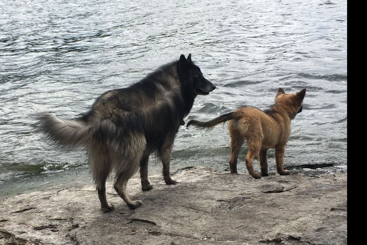 Belgian Tervuren Puppies breeder image 4