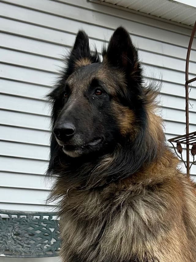 Belgian Tervuren Puppies media 5