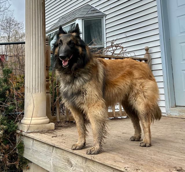 Belgian Tervuren Puppies media 6
