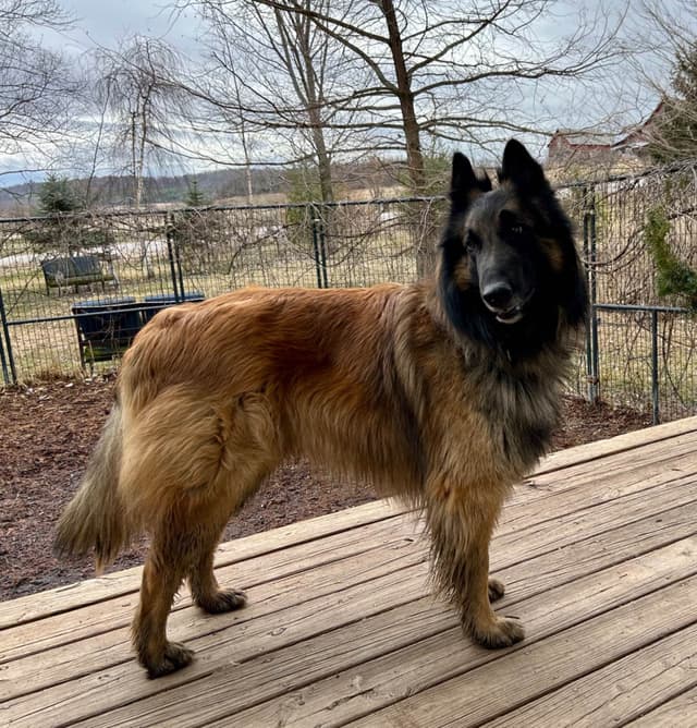 Belgian Tervuren Puppies media 8