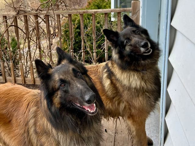 Belgian Tervuren Puppies media 4