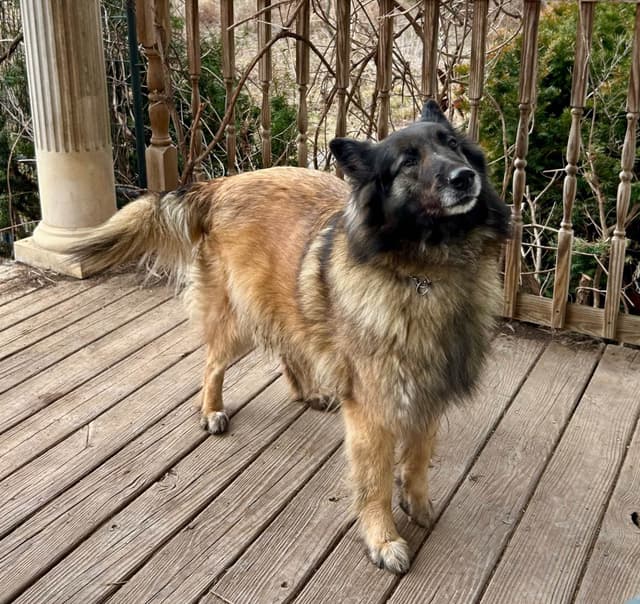 Belgian Tervuren Puppies media 9