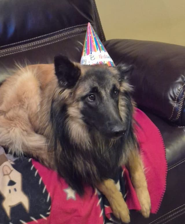 Belgian Tervuren Puppies media 10
