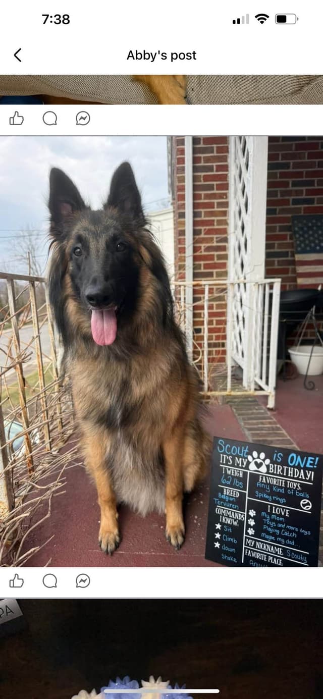 Belgian Tervuren Puppies media 11