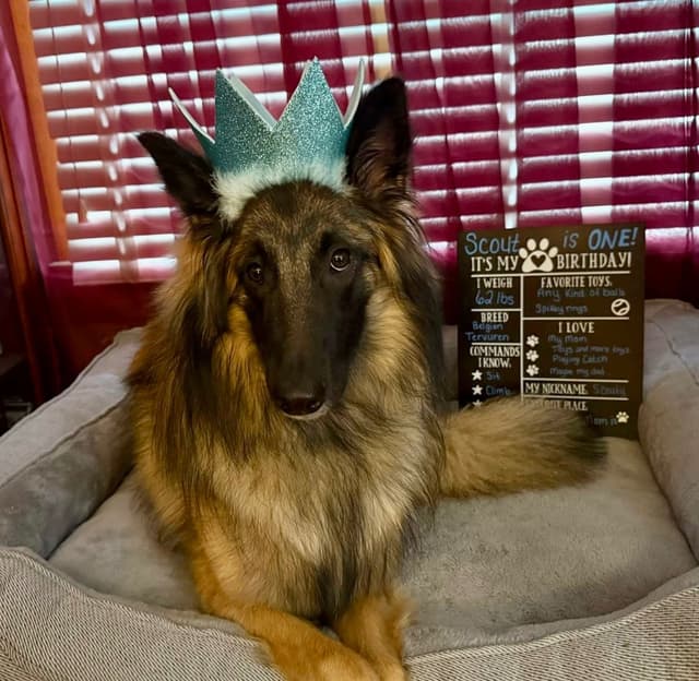 Belgian Tervuren Puppies media 12
