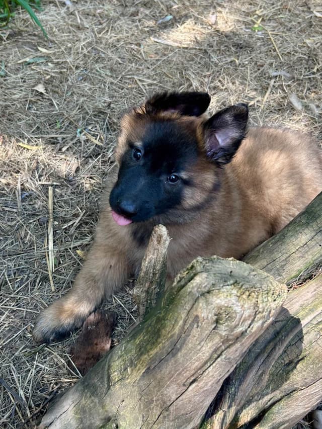 Belgian Tervuren Puppies media 14