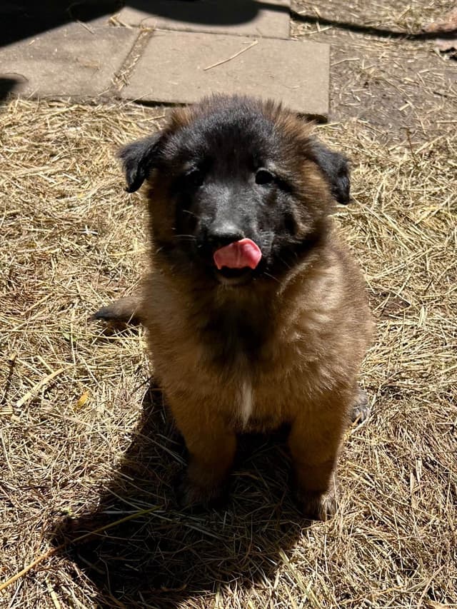 Belgian Tervuren Puppies media 15