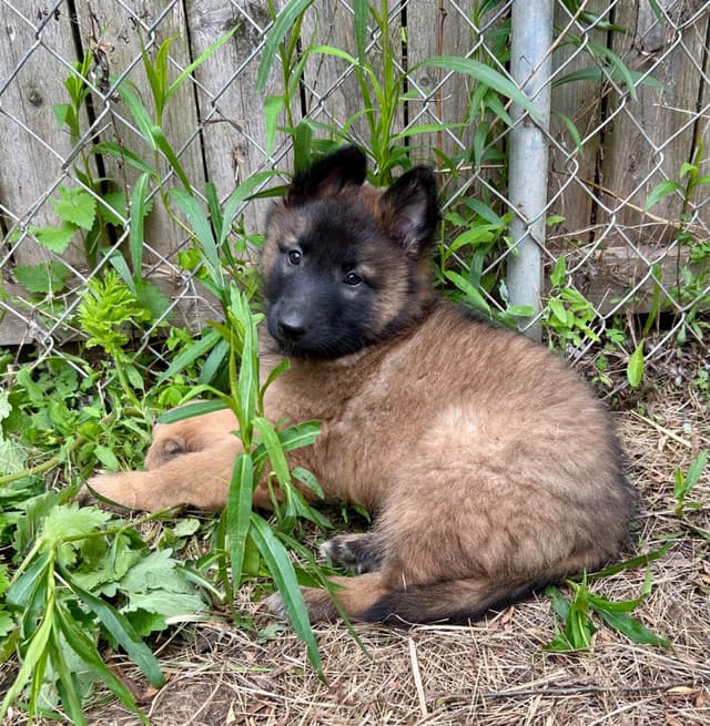 Belgian Tervuren Puppies media 13