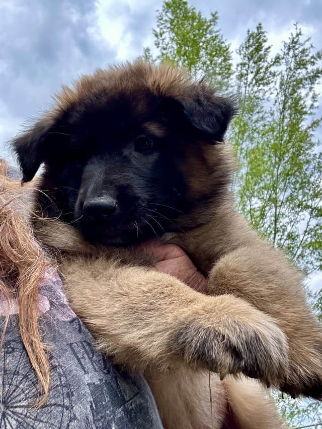 Belgian Tervuren Puppies media 16