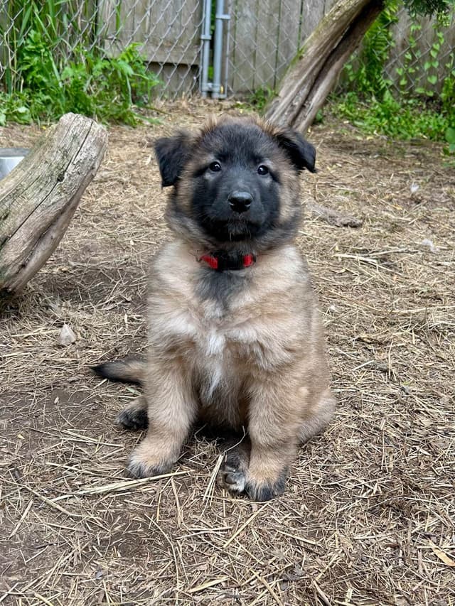 Belgian Tervuren Puppies media 17