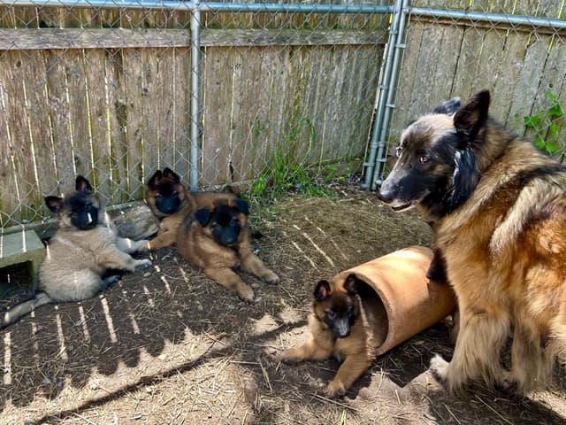 Belgian Tervuren Puppies media 18