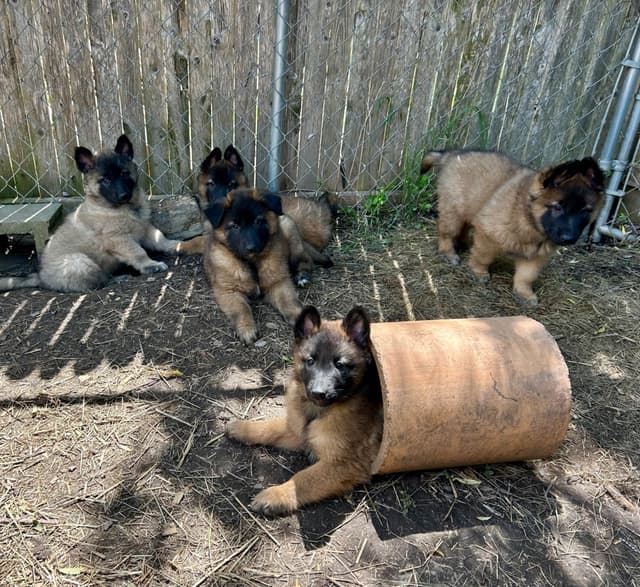 Belgian Tervuren Puppies media 19